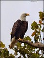 _1SB0642 bald eagle